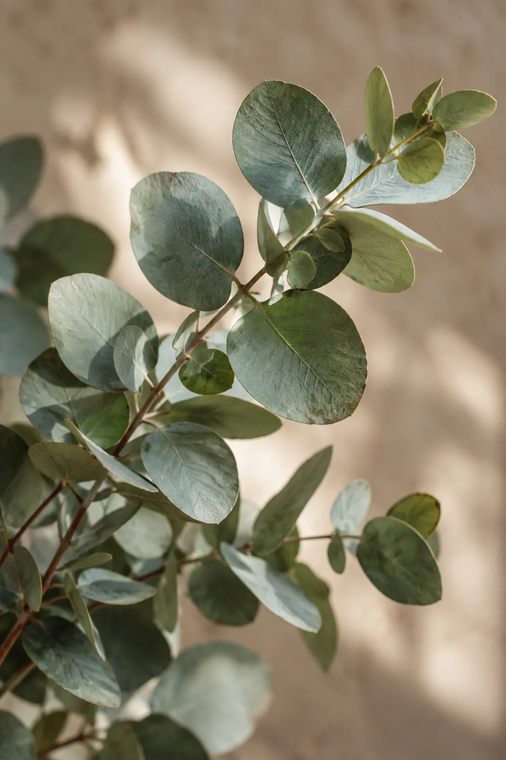 A close study of eucalyptus leaves